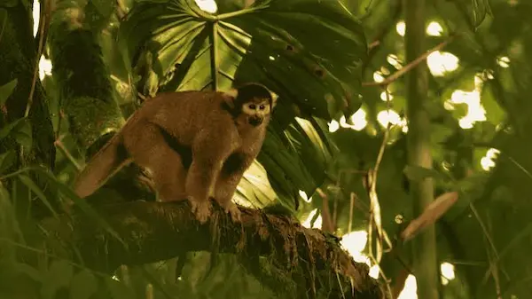 10 leyendas de la selva peruana con historia