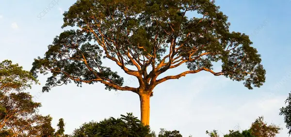 10. La leyenda del árbol de Lupuna