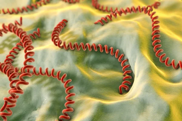 ¿Cómo se transmite la leptospirosis?