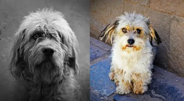 ¿Cuáles son las características del Chaku cusqueño?