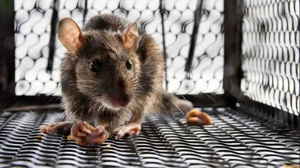 ¿Cuáles son los 10 síntomas de leptospirosis más comunes?