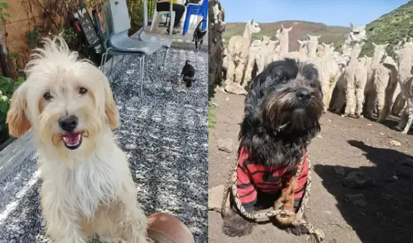 ¿Por qué fue reconocido internacionalmente el Chaku cusqueño?