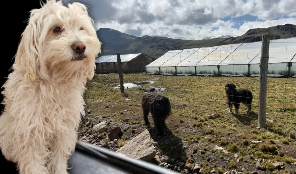 ¿Qué es el Chaku cusqueño?
